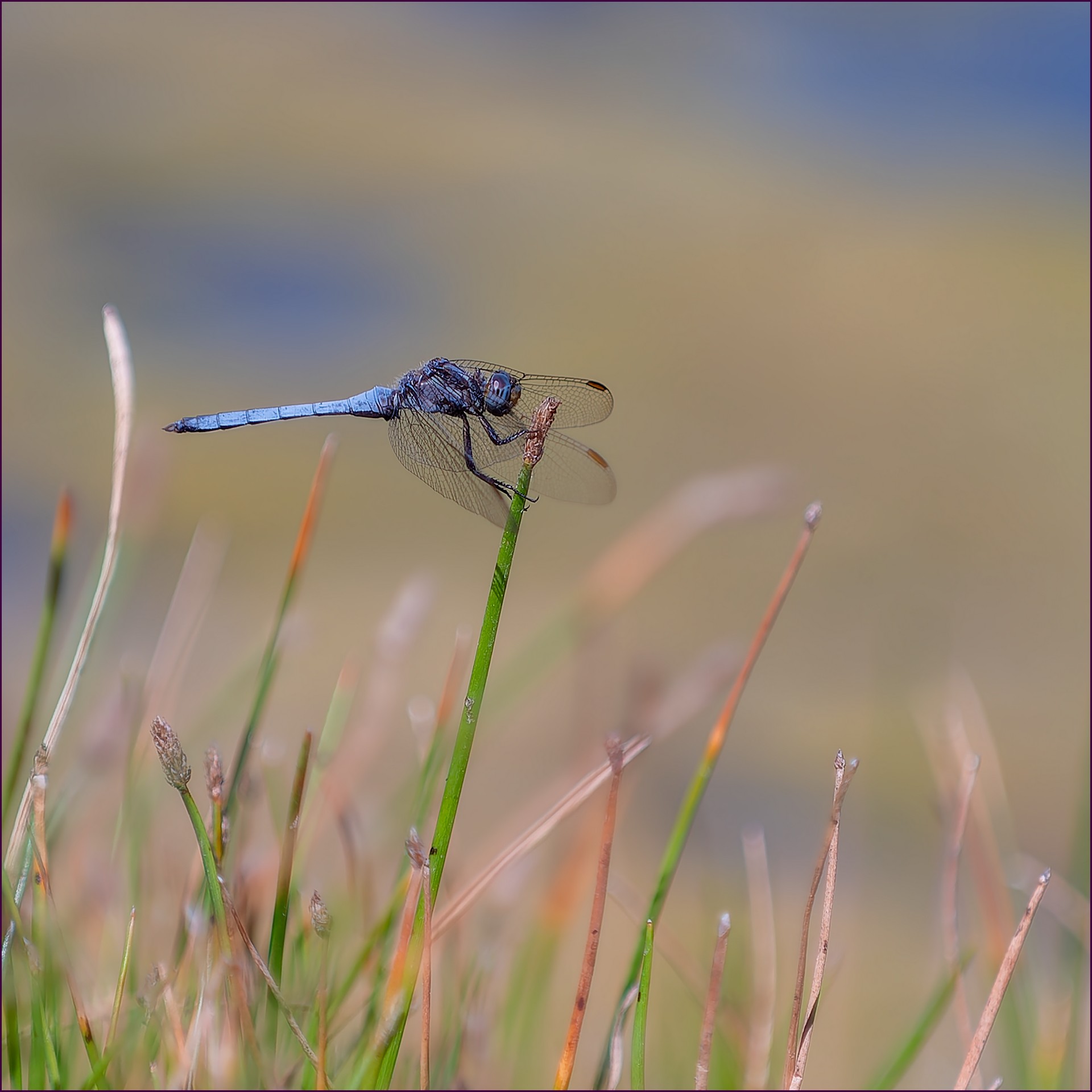 Dans le bleu DSC 0075